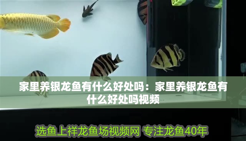 家里養(yǎng)銀龍魚有什么好處嗎：家里養(yǎng)銀龍魚有什么好處嗎視頻