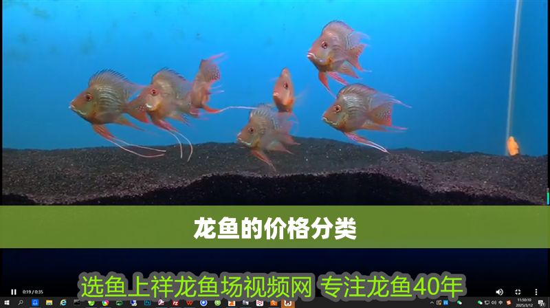 龍魚的價(jià)格分類