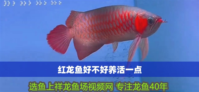 紅龍魚好不好養活一點