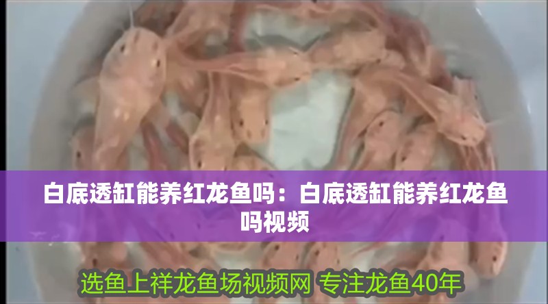 白底透缸能養紅龍魚嗎：白底透缸能養紅龍魚嗎視頻