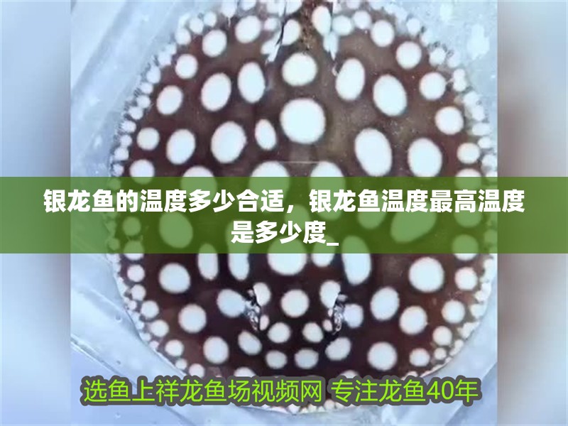 給大魚缸換水的作文:體驗給大魚缸換水的樂趣:體驗給大魚缸換水:給大魚缸換水的作文 銀龍魚的溫度多少合適,銀龍魚溫度最高溫度是多少度_ 銀龍魚百科 銀龍魚的溫度多少合適,銀龍魚溫度最高溫度是多少度_ 銀龍魚的溫度多少合適,銀龍魚溫度最高溫度是多少度_ 銀龍魚百科