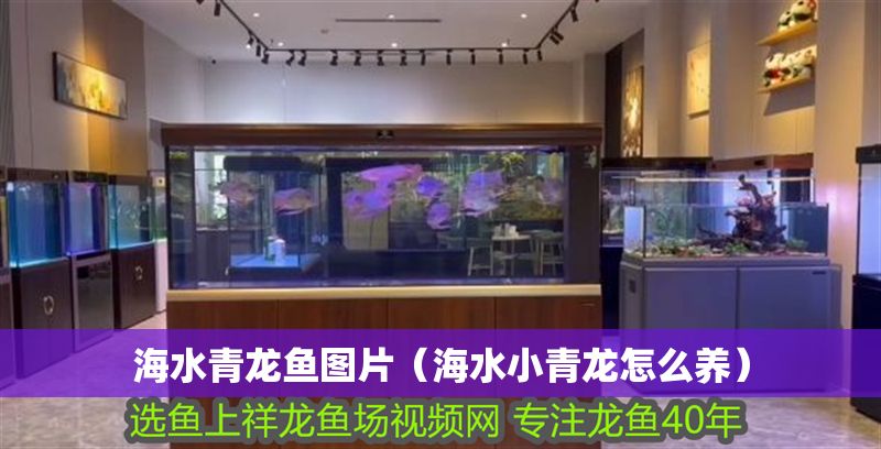海水青龍魚圖片（海水小青龍怎么養）