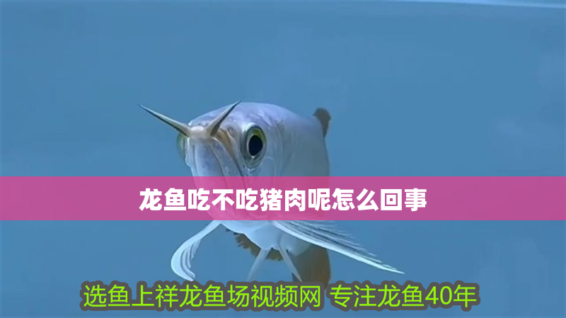 龍魚吃不吃豬肉呢怎么回事
