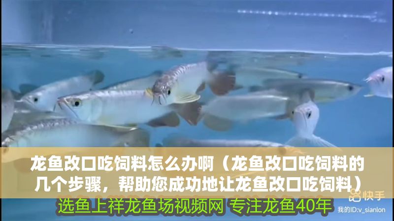 龍魚改口吃飼料怎么辦啊(龍魚改口吃飼料的幾個步驟,幫助您成功地讓龍魚改口吃飼料) 龍魚百科 第2張 龍魚改口吃飼料怎么辦啊(龍魚改口吃飼料的幾個步驟,幫助您成功地讓龍魚改口吃飼料) 龍魚改口吃飼料怎么辦啊(龍魚改口吃飼料的幾個步驟,幫助您成功地讓龍魚改口吃飼料) 龍魚百科 第2張