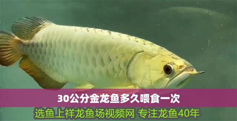 30公分金龍魚多久喂食一次