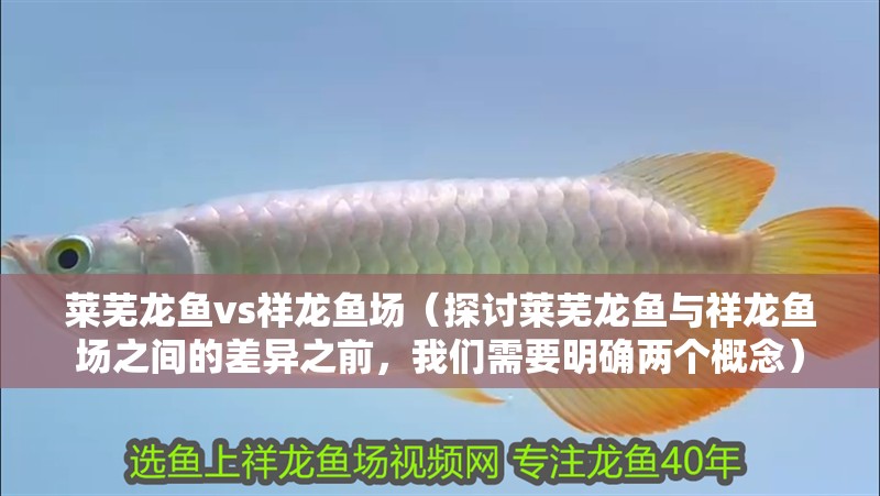 萊蕪龍魚vs祥龍魚場（探討萊蕪龍魚與祥龍魚場之間的差異之前，我們需要明確兩個概念）