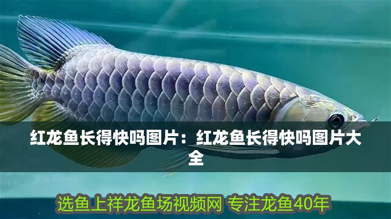 紅龍魚長得快嗎圖片：紅龍魚長得快嗎圖片大全 紅龍魚長得快嗎圖片：紅龍魚長得快嗎圖片大全 水族問答