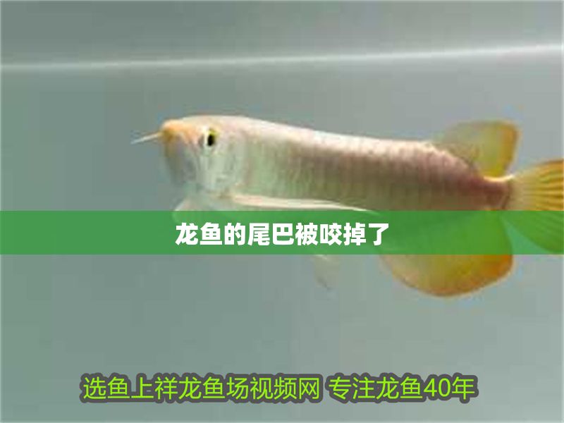 龍魚的尾巴被咬掉了