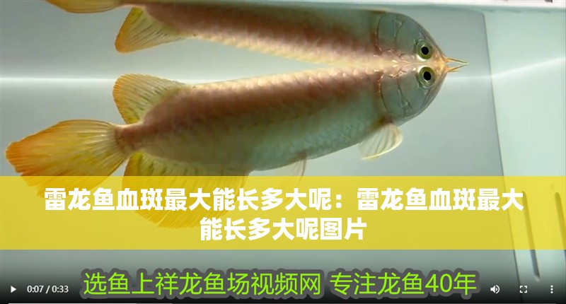 雷龍魚(yú)血斑最大能長(zhǎng)多大呢：雷龍魚(yú)血斑最大能長(zhǎng)多大呢圖片