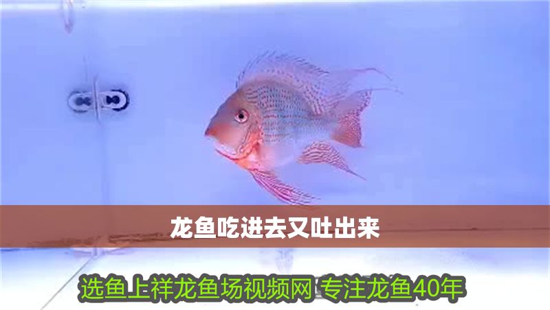 龍魚吃進(jìn)去又吐出來 龍魚吃進(jìn)去又吐出來 龍魚百科 第2張