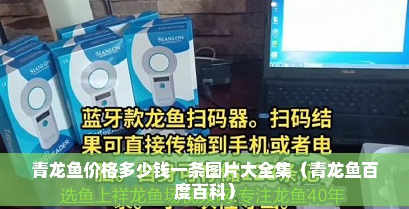 青龍魚價格多少錢一條圖片大全集（青龍魚百度百科）