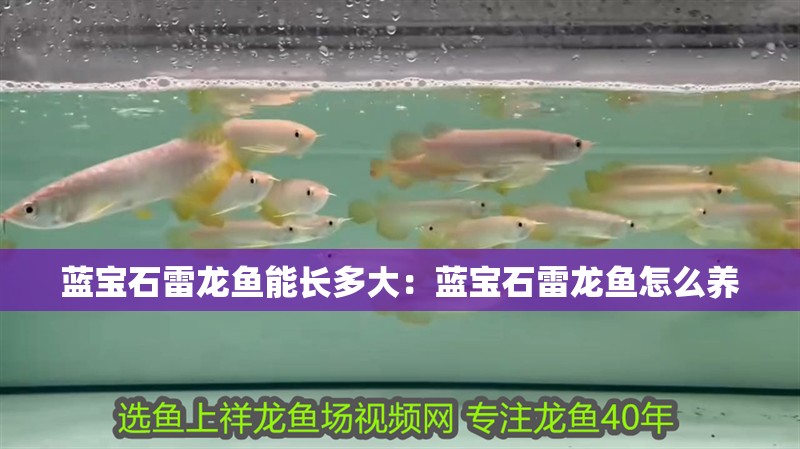 藍寶石雷龍魚能長多大：藍寶石雷龍魚怎么養