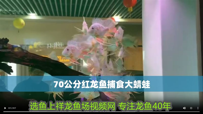 70公分紅龍魚捕食大蜻蛙