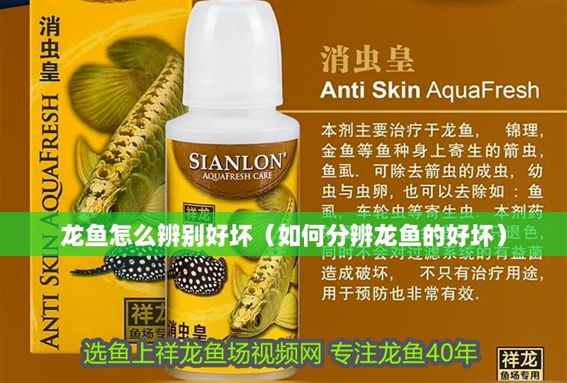 龍魚怎么辨別好壞（如何分辨龍魚的好壞）