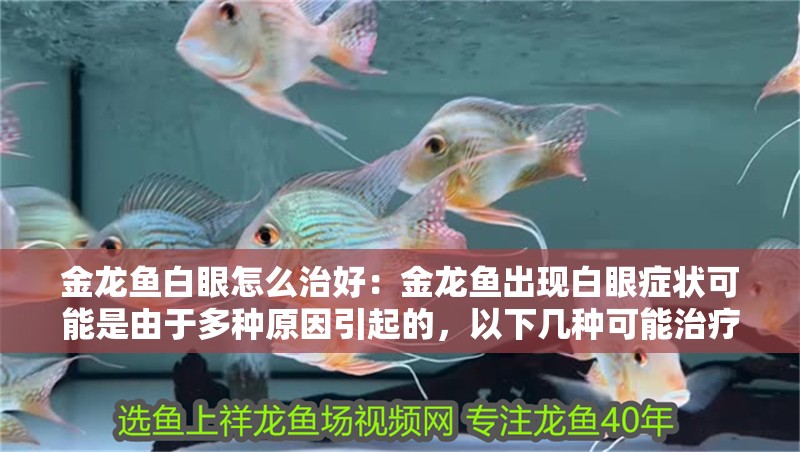 金龍魚白眼怎么治好：金龍魚出現白眼癥狀可能是由于多種原因引起的，以下幾種可能治療