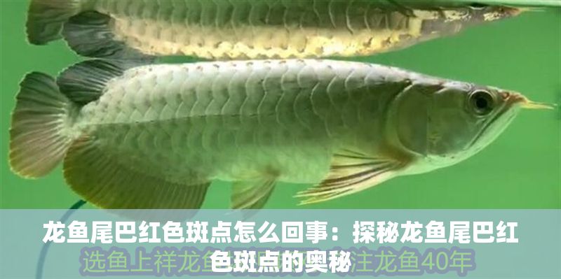 龍魚(yú)尾巴紅色斑點(diǎn)怎么回事：探秘龍魚(yú)尾巴紅色斑點(diǎn)的奧秘