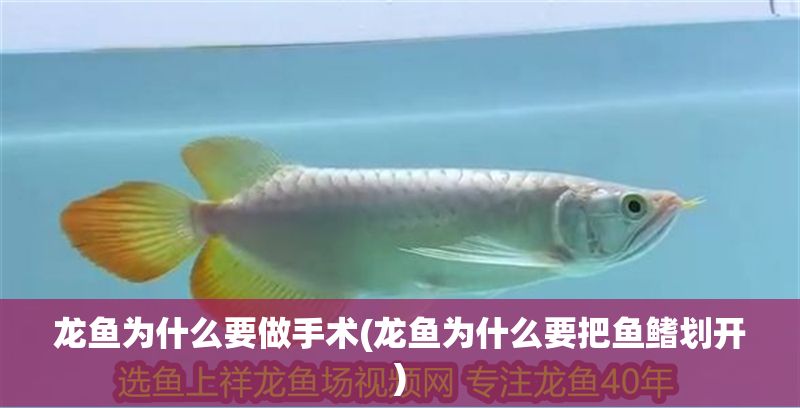 龍魚為什么要做手術(shù)(龍魚為什么要把魚鰭劃開)