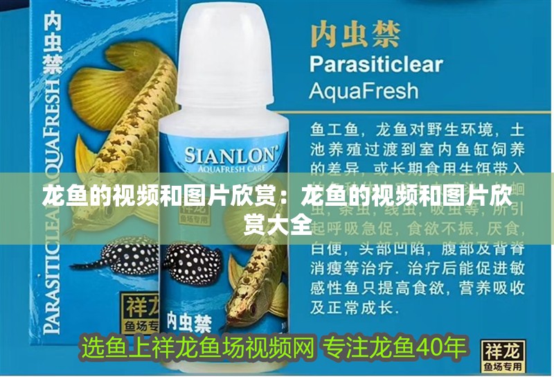 龍魚的視頻和圖片欣賞：龍魚的視頻和圖片欣賞大全