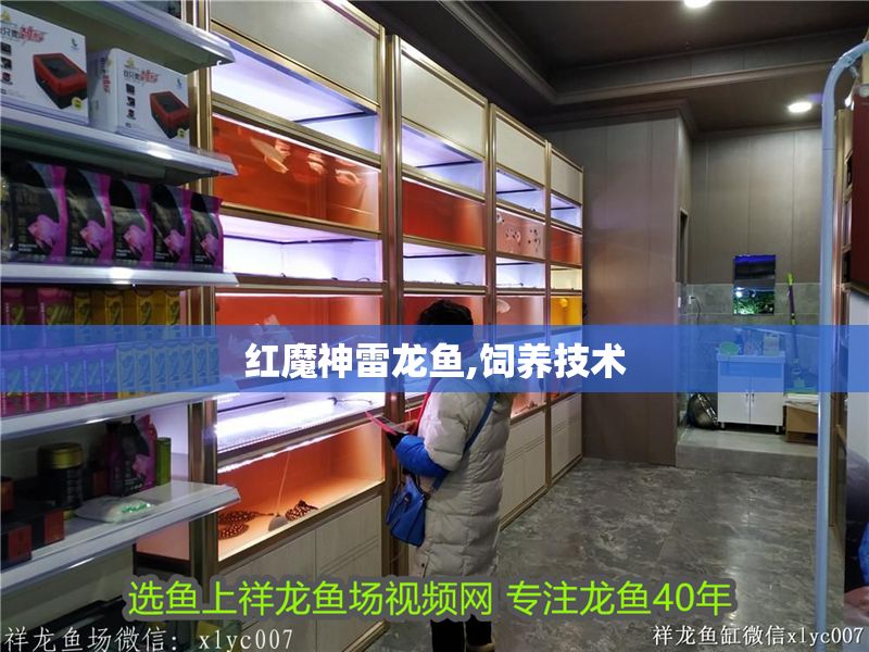 紅魔神雷龍魚,飼養技術