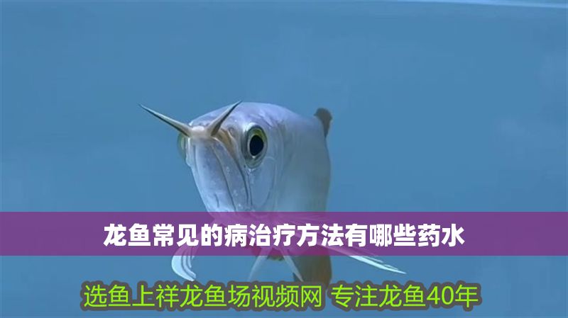 龍魚常見的病治療方法有哪些藥水