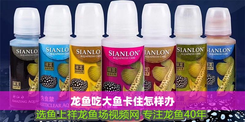 龍魚吃大魚卡住怎樣辦