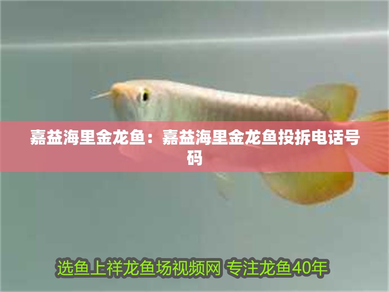 嘉益海里金龍魚：嘉益海里金龍魚投拆電話號碼