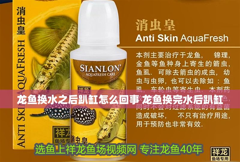 龍魚換水之后趴缸怎么回事 龍魚換完水后趴缸