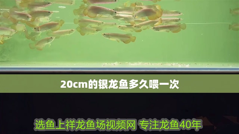 20cm的銀龍魚(yú)多久喂一次
