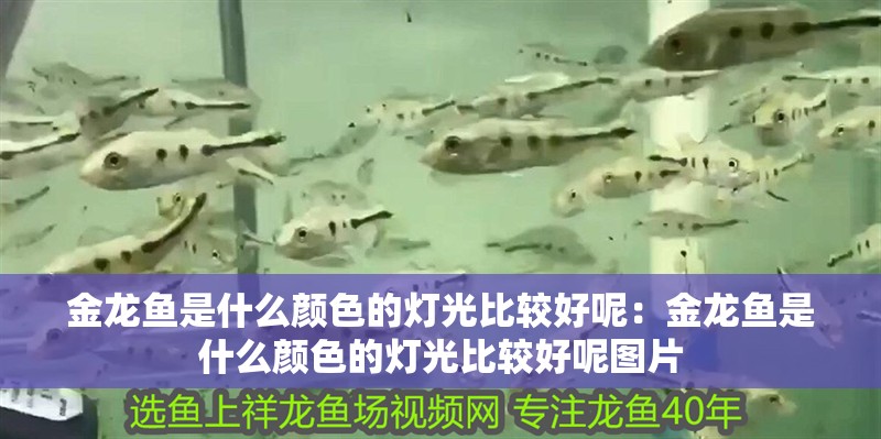 金龍魚是什么顏色的燈光比較好呢：金龍魚是什么顏色的燈光比較好呢圖片