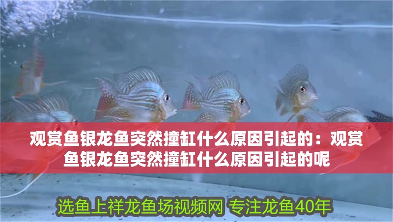 觀賞魚銀龍魚突然撞缸什么原因引起的：觀賞魚銀龍魚突然撞缸什么原因引起的呢