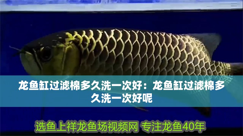 龍魚缸過濾棉多久洗一次好：龍魚缸過濾棉多久洗一次好呢