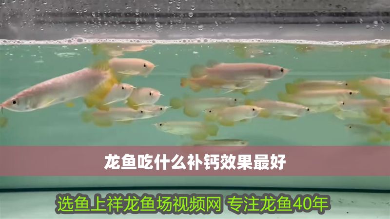 龍魚吃什么補鈣效果最好
