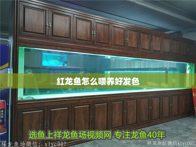 紅龍魚怎么喂養好發色