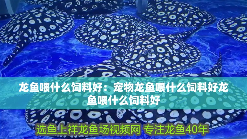 龍魚喂什么飼料好：寵物龍魚喂什么飼料好龍魚喂什么飼料好