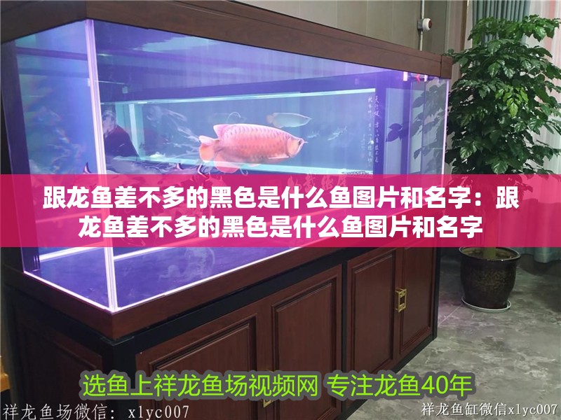 跟龍魚差不多的黑色是什么魚圖片和名字：跟龍魚差不多的黑色是什么魚圖片和名字