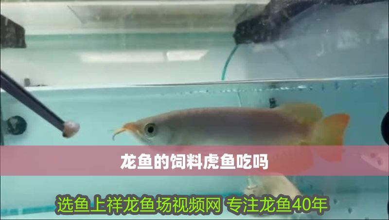 龍魚的飼料虎魚吃嗎