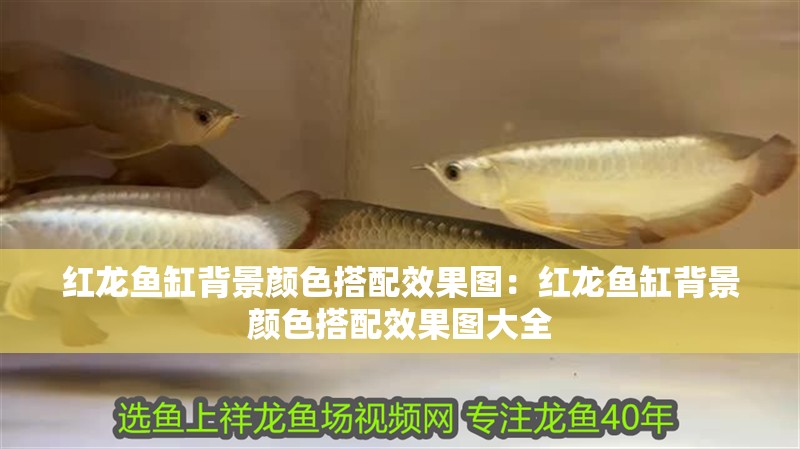 紅龍魚(yú)缸背景顏色搭配效果圖：紅龍魚(yú)缸背景顏色搭配效果圖大全 紅龍魚(yú)缸背景顏色搭配效果圖：紅龍魚(yú)缸背景顏色搭配效果圖大全 水族問(wèn)答