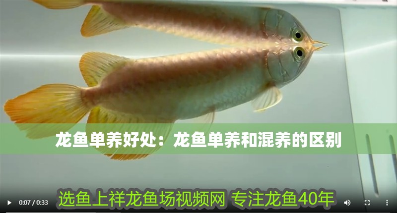 龍魚單養(yǎng)好處：龍魚單養(yǎng)和混養(yǎng)的區(qū)別