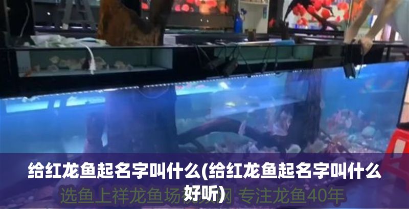 給紅龍魚起名字叫什么(給紅龍魚起名字叫什么好聽(tīng))