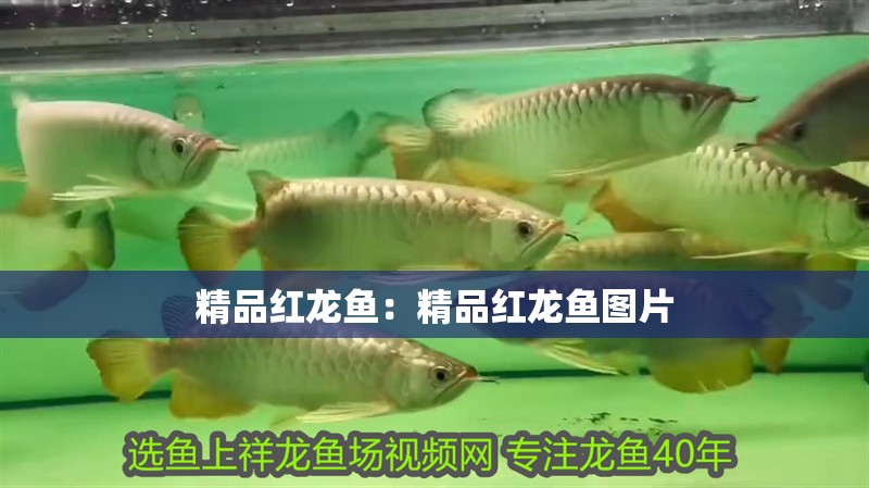 精品紅龍魚：精品紅龍魚圖片