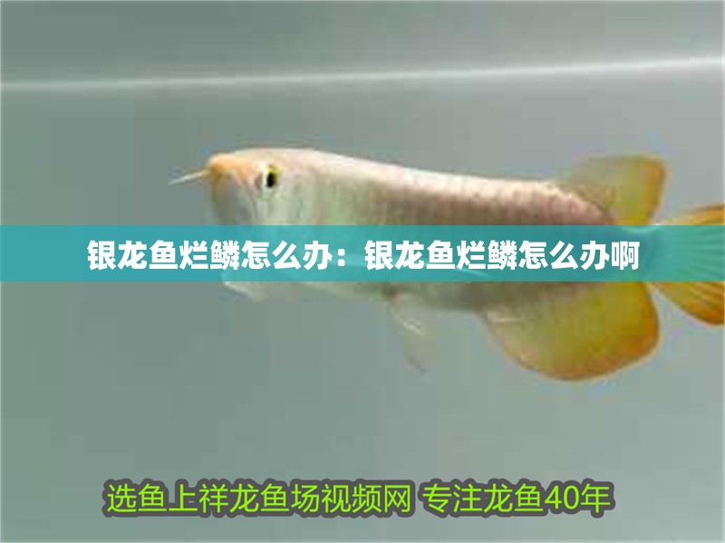 銀龍魚爛鱗怎么辦：銀龍魚爛鱗怎么辦啊