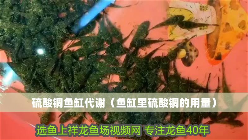 硫酸銅魚缸代謝（魚缸里硫酸銅的用量） 硫酸銅魚缸代謝（魚缸里硫酸銅的用量） 龍魚百科 第1張