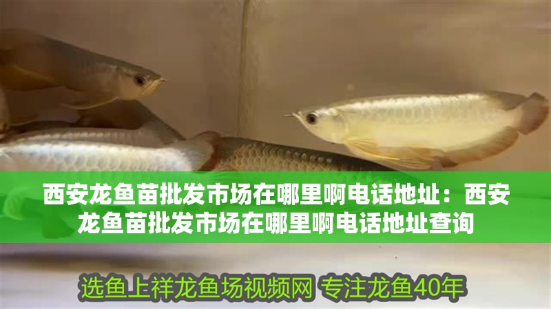 西安龍魚苗批發市場在哪里啊電話地址：西安龍魚苗批發市場在哪里啊電話地址查詢