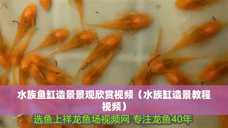 水族魚缸造景景觀欣賞視頻（水族缸造景教程視頻）