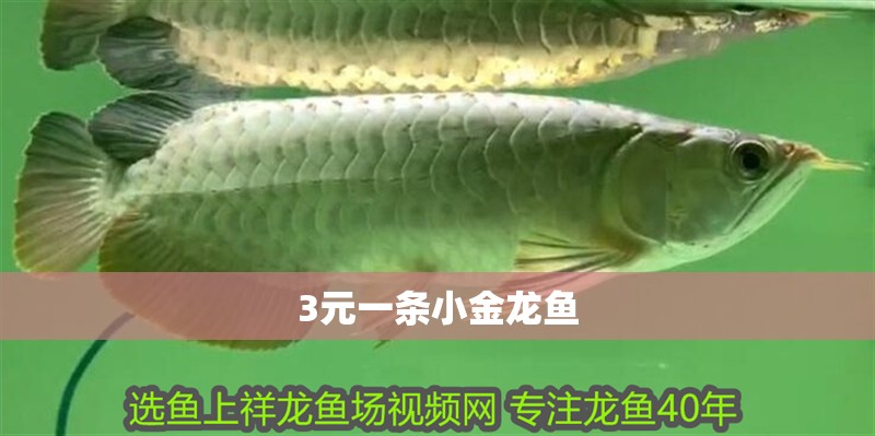 3元一條小金龍魚 3元一條小金龍魚 龍魚百科 第1張