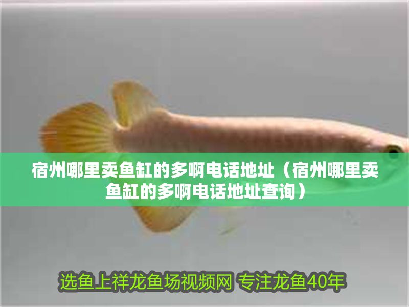 宿州哪里賣魚缸的多啊電話地址（宿州哪里賣魚缸的多啊電話地址查詢）