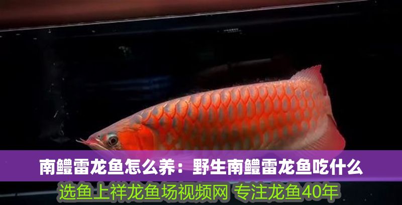 南鱧雷龍魚怎么養：野生南鱧雷龍魚吃什么