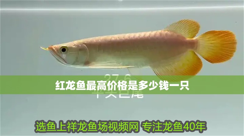 紅龍魚最高價格是多少錢一只