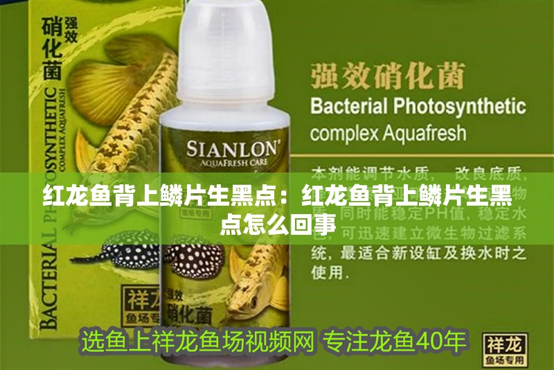 紅龍魚背上鱗片生黑點：紅龍魚背上鱗片生黑點怎么回事