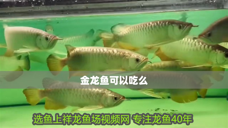 金龍魚可以吃么